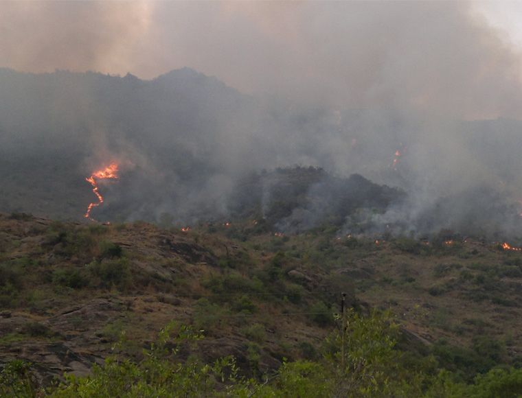 Post Fire Recovery